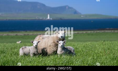 Shetland Cheviot Schafe mit Zwillingslämmern, die auf einer üppigen Weide in der Nähe des Meeres weiden, mit den Hügeln von Hoy im Hintergrund. Orkney Isles, Schottland, Großbritannien. Stockfoto