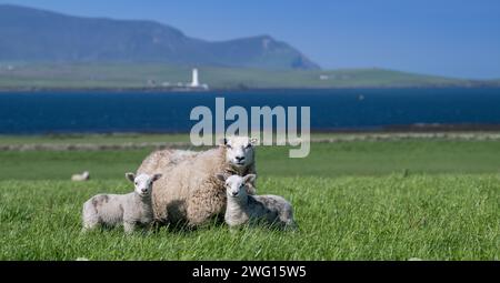 Shetland Cheviot Schafe mit Zwillingslämmern, die auf einer üppigen Weide in der Nähe des Meeres weiden, mit den Hügeln von Hoy im Hintergrund. Orkney Isles, Schottland, Großbritannien. Stockfoto