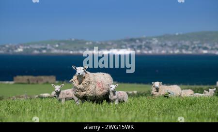 Shetland Cheviot Schafe mit Zwillingslämmern, die auf einer üppigen Weide in der Nähe des Meeres weiden, mit der Stadt Stromness im Hintergrund. Orkney Isles, Schottland, Großbritannien. Stockfoto