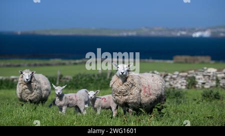 Shetland Cheviot Schafe mit Zwillingslämmern, die auf einer üppigen Weide in der Nähe des Meeres weiden, mit der Stadt Stromness im Hintergrund. Orkney Isles, Schottland, Großbritannien. Stockfoto