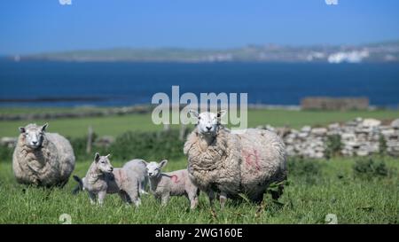 Shetland Cheviot Schafe mit Zwillingslämmern, die auf einer üppigen Weide in der Nähe des Meeres weiden, mit der Stadt Stromness im Hintergrund. Orkney Isles, Schottland, Großbritannien. Stockfoto