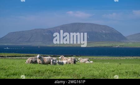 Shetland Cheviot Schafe mit Zwillingslämmern, die auf einer üppigen Weide in der Nähe des Meeres weiden, mit den Hügeln von Hoy im Hintergrund. Orkney Isles, Schottland, Großbritannien. Stockfoto