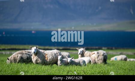 Shetland Cheviot Schafe mit Zwillingslämmern, die auf einer üppigen Weide in der Nähe des Meeres weiden, mit den Hügeln von Hoy im Hintergrund. Orkney Isles, Schottland, Großbritannien. Stockfoto