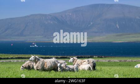 Shetland Cheviot Schafe mit Zwillingslämmern, die auf einer üppigen Weide in der Nähe des Meeres weiden, mit den Hügeln von Hoy im Hintergrund. Orkney Isles, Schottland, Großbritannien. Stockfoto