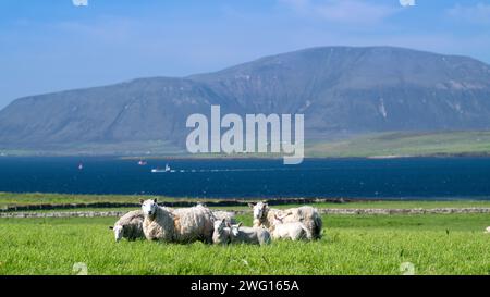 Shetland Cheviot Schafe mit Zwillingslämmern, die auf einer üppigen Weide in der Nähe des Meeres weiden, mit den Hügeln von Hoy im Hintergrund. Orkney Isles, Schottland, Großbritannien. Stockfoto