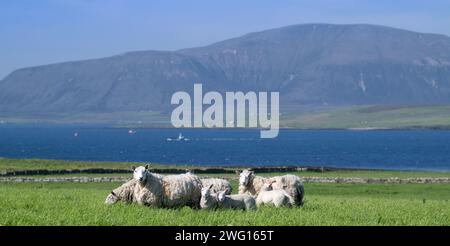 Shetland Cheviot Schafe mit Zwillingslämmern, die auf einer üppigen Weide in der Nähe des Meeres weiden, mit den Hügeln von Hoy im Hintergrund. Orkney Isles, Schottland, Großbritannien. Stockfoto