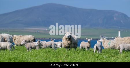 Shetland Cheviot Schafe mit Zwillingslämmern, die auf einer üppigen Weide in der Nähe des Meeres weiden, mit den Hügeln von Hoy im Hintergrund. Orkney Isles, Schottland, Großbritannien. Stockfoto