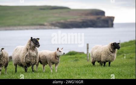 Embryo-Transplantation von Beltex-Lämmern auf Surrogatschafen mit Blick auf die Bay of Skaill in den Orkneys, Schottland, Großbritannien. Stockfoto