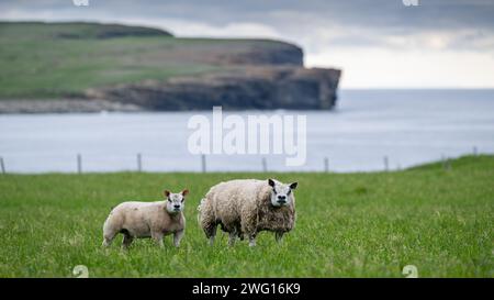 Beltex-Lämmer mit Blick auf die Bay of Skaill in den Orkneys. Stockfoto