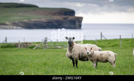 Embryo-Transplantation von Beltex-Lämmern auf Surrogatschafen mit Blick auf die Bay of Skaill in den Orkneys, Schottland, Großbritannien. Stockfoto