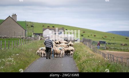 Bauern spazieren Schafherde auf einer schmalen Landstraße in Orkney, Großbritannien. Stockfoto