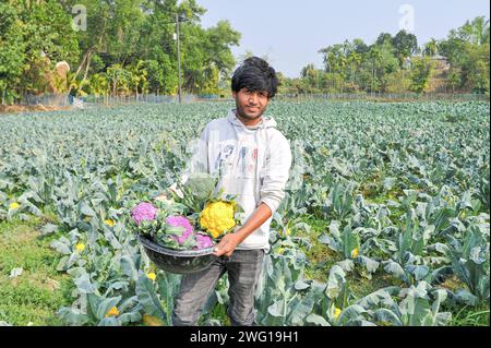 Mehrfarbige Blumenkohlzucht in Bangladesch 30. Januar 2024 Sylhet, Bangladesch: Der junge Landwirt MITHUN DEY arbeitet auf seinen bunten Blumenkohlfeldern. Er kultivierte insgesamt 6-farbigen Blumenkohl zusammen mit Valentina und Corotina Hybrid 2 Sorten, die anti-diabetische und Anti-Krebs-Eigenschaften haben, auch im Geschmack unterschiedlich. Sylhet Bangladesch Copyright: XMdxRafayatxHaquexKhanxxEyepixxGrx Stockfoto