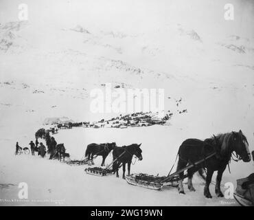 Transport mit Pferden, Maultieren, Hunden und Fahrrad, zwischen 1900 und 1927. Stockfoto