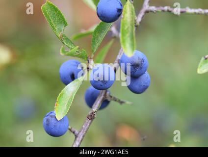 Eine Nahaufnahme der Schwarzdornbeeren, Sloe, Prunus spinosa Stockfoto