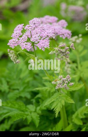 Chaerophyllum hirsutum Roseum, behaarter Kerbel Roseum, Dolden von lilarosa Blüten im späten Frühjahr Stockfoto