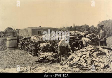 Stores of Fish on the Shore: Fishing on Lake Zaisan, 1909. Dieses Bild stammt von Vidy territorii Sibirskogo kazach'Ego voiska (Ansichten des Territoriums der sibirischen Kosaken), einem von drei Alben, die das Territorium, die Kultur und die Lebensweise der Kosaken darstellen, die in den Steppenregionen Westsibiriens und des heutigen Kasachstans leben. Diese Alben wurden für die erste westsibirische Landwirtschafts-, Forst- und kommerziell-industrielle Ausstellung 1911 in Omsk erstellt und ausgestellt. Die Alben waren Teil einer Sammlung von Fotografien, die zwischen 1891 und 1918 vom Museum of the West zusammengestellt wurden Stockfoto