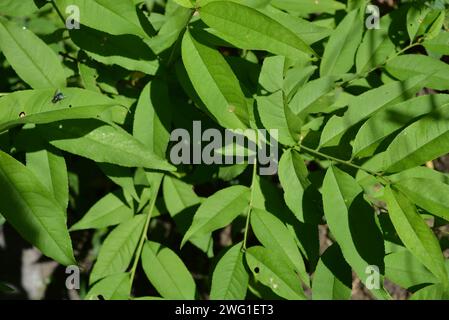 Hausgarten, grüne Pfirsichblätter auf sonniger Blume. Stockfoto