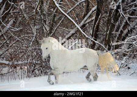 Weißes Dressurpferd in Bewegung auf dem Schneefeld Stockfoto