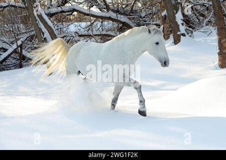 Weißes Dressurpferd in Bewegung auf dem Schneefeld Stockfoto