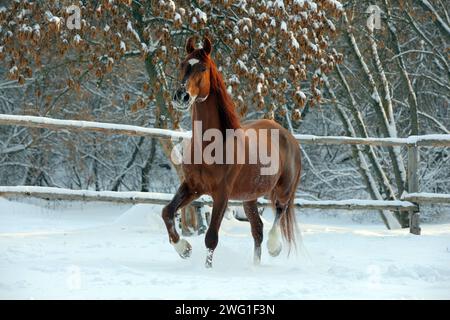 Sauerampfer-Pferde spazieren auf der gefrorenen Winterfarm Stockfoto