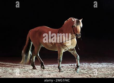 Norwegisches Fjordpferd auf dunklem Manege-Hintergrund Stockfoto