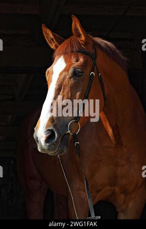 Bucht von Trakehner Pferd mit klassischen Zaum Stockfoto