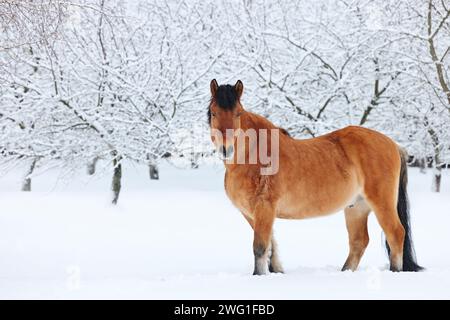 Pferdehengst mit schwerem Zugpferd läuft auf der abendlichen Ranch im Winter Trab Stockfoto