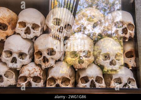 Die Killing Fields, menschliche Schädel im Choeung EK Genocide Memorial, Reflexion von Bäumen in Glas, Phnom Penh, Kambodscha. © Kraig Lieb Stockfoto