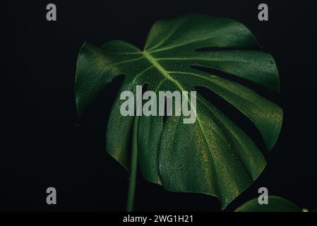 philodendron sidori Philodendron sodiroi main image 1