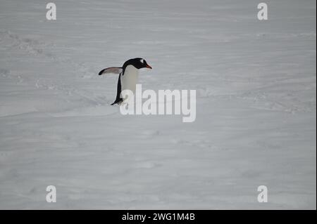 Ein Windelpinguin auf Petermann Island, Antarktis Stockfoto