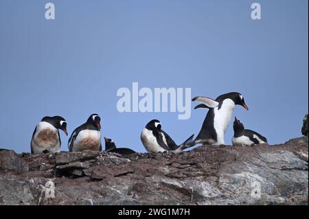 Gentoo-Pinguine nisten auf Petermann Island, Antarktis Stockfoto