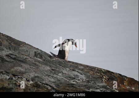 Ein Gentoo-Pinguin, der einen felsigen Hang auf Petermann Island in der Antarktis hinunterläuft Stockfoto