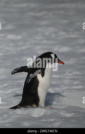 Nahaufnahme eines Gentoo-Pinguins im Schnee auf Petermann Island, Antarktis Stockfoto
