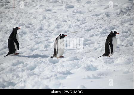 Drei Gentoo-Pinguine folgen einander, während sie durch den Schnee auf Petermann Island in der Antarktis spazieren Stockfoto