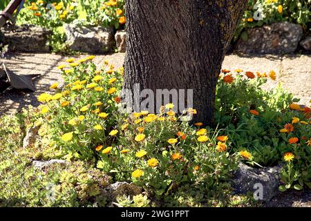 Terrasse des Stadthauses mit Blick auf den Berg, ein Zaun begrenzt ihn, und darauf wachsen Lilien, Unsterbliche, Ringelblumen, Rosmarin in Blume und ein Mandelbaum. Stockfoto