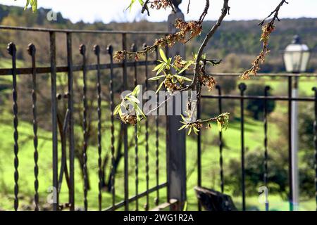 Terrasse des Stadthauses mit Blick auf den Berg. Detailplan für Zäune und Mandelblüten. Stockfoto