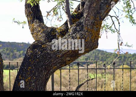 Terrasse des Stadthauses mit Blick auf den Berg. Detailplan für Zäune und Mandelblüten. Stockfoto