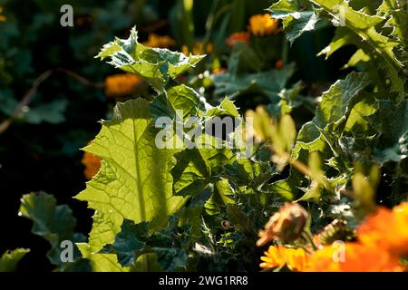 Mariendistel (Silybum marianum) im Innenhof eines Stadthauses. Detailplan mit Ringelblumen. Stockfoto