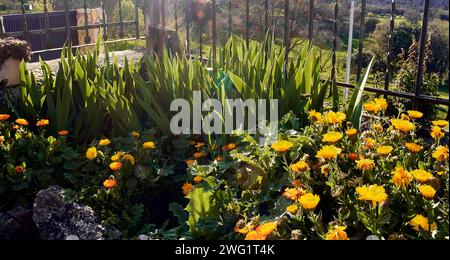 Ringelblumen (Calendula officinalis), Lilien (Iris) und Distel (Silybum marianum) im Stadthaus. Detailplan in Steintopf mit Hintergrundbeleuchtung bei Sonnenuntergang. Stockfoto