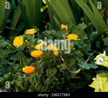 Ringelblumen (Calendula officinalis), Lilien (Iris) und Distel (Silybum marianum) im Innenhof eines Stadthauses. Detailplan. Stockfoto