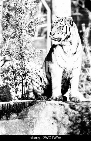 Amur-Tiger (Panthera Tigris Altaica) Stockfoto