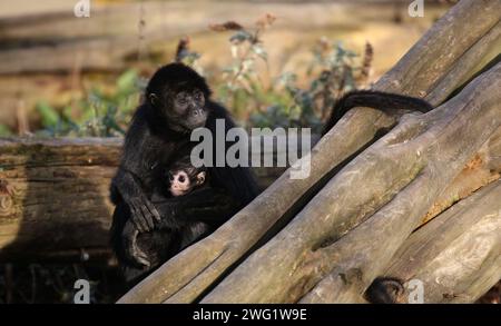 Schwarzer Spinnenaffen mit Baby (Ateles paniscus) Stockfoto