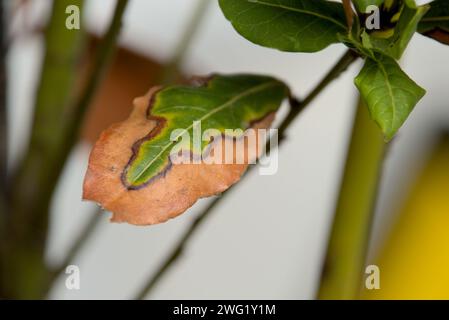 Schöne bunte Herbstblätter im Januar 2024 wärmend isoliert auf weißem Hintergrund Stockfoto