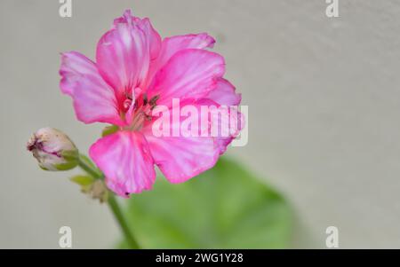 Helle, wunderschöne rosa Blume im Freien Stockfoto