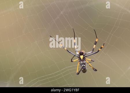 Afrikanische Seidenspinne / Bandenbeinige goldene Kugel-Spinnennetz / Nephila senegalensis Stockfoto