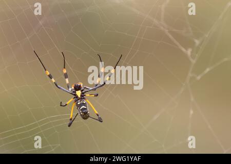 Afrikanische Seidenspinne / Bandenbeinige goldene Kugel-Spinnennetz / Nephila senegalensis Stockfoto