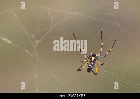 Afrikanische Seidenspinne / Bandenbeinige goldene Kugel-Spinnennetz / Nephila senegalensis Stockfoto