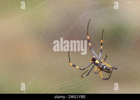 Afrikanische Seidenspinne / Bandenbeinige goldene Kugel-Spinnennetz / Nephila senegalensis Stockfoto