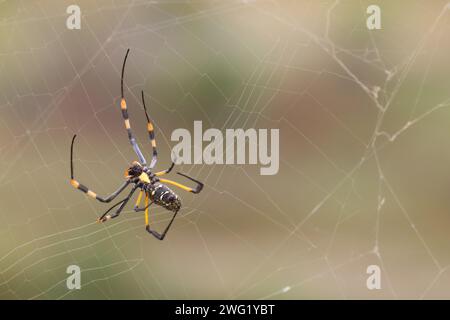 Afrikanische Seidenspinne / Bandenbeinige goldene Kugel-Spinnennetz / Nephila senegalensis Stockfoto