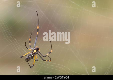 Afrikanische Seidenspinne / Bandenbeinige goldene Kugel-Spinnennetz / Nephila senegalensis Stockfoto